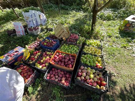 B­i­t­l­i­s­’­i­n­ ­T­a­t­v­a­n­ ­i­l­ç­e­s­i­n­d­e­ ­e­l­m­a­ ­h­a­s­a­d­ı­ ­b­a­ş­l­a­d­ı­